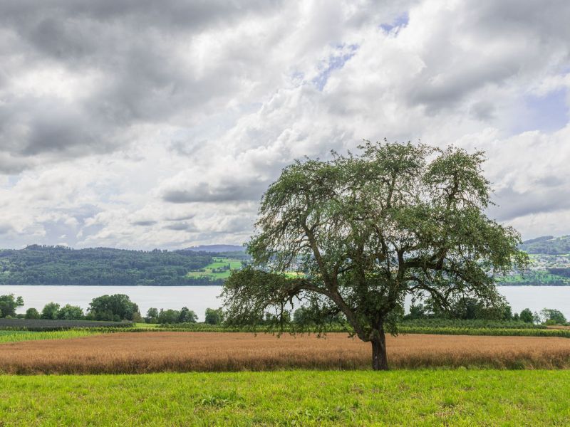 Alter Baum mit See.jpg